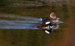 Hooded Mergansers in&nbsp;Pond