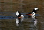Hooded Mergansers in&nbsp;Pond