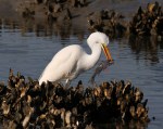 Hour in the Life of an&nbsp;Egret