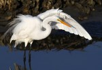 Hour in the Life of an&nbsp;Egret