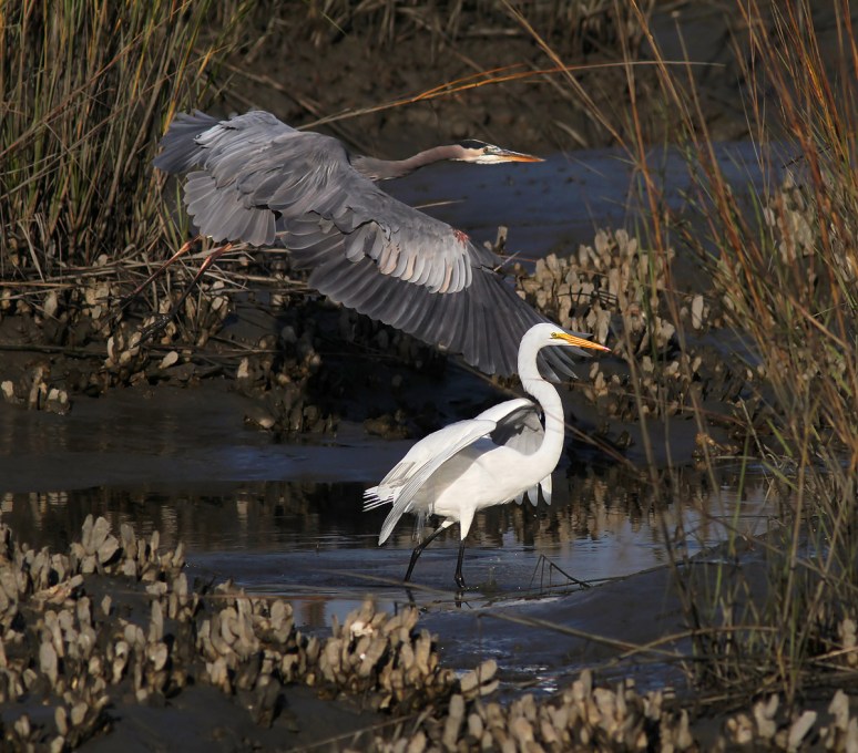 Hour in the Life of an Egret 