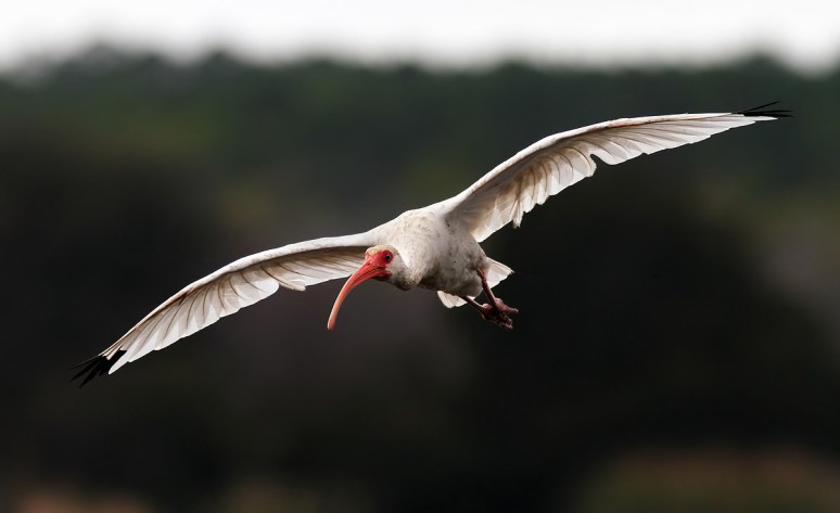 Ibis Afternoon Flight Across Salt Marsh