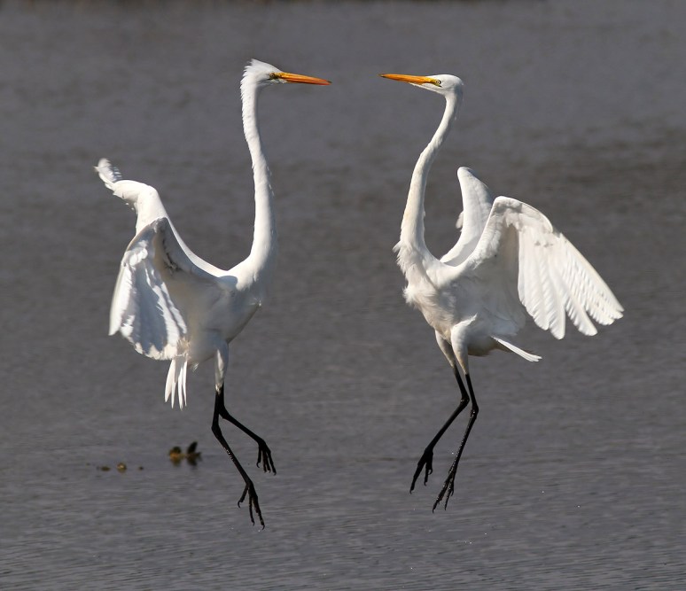 January - Egrets Battle in the Marsh