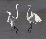 JAN Egret Battle in the&nbsp;Marsh