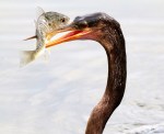 JUNE Anhinga Fishing in Marsh Pond Late&nbsp;03