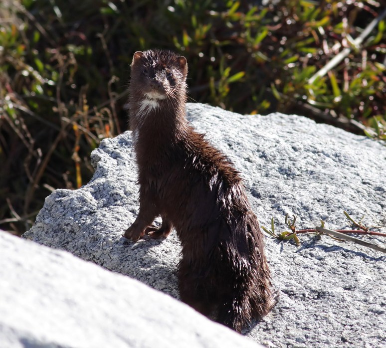 Mink at the Jetty 