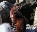 Mink at the&nbsp;Jetty