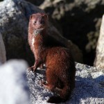 Mink at the&nbsp;Jetty