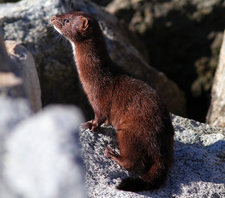 Mink at the Jetty 