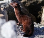 Mink at the&nbsp;Jetty