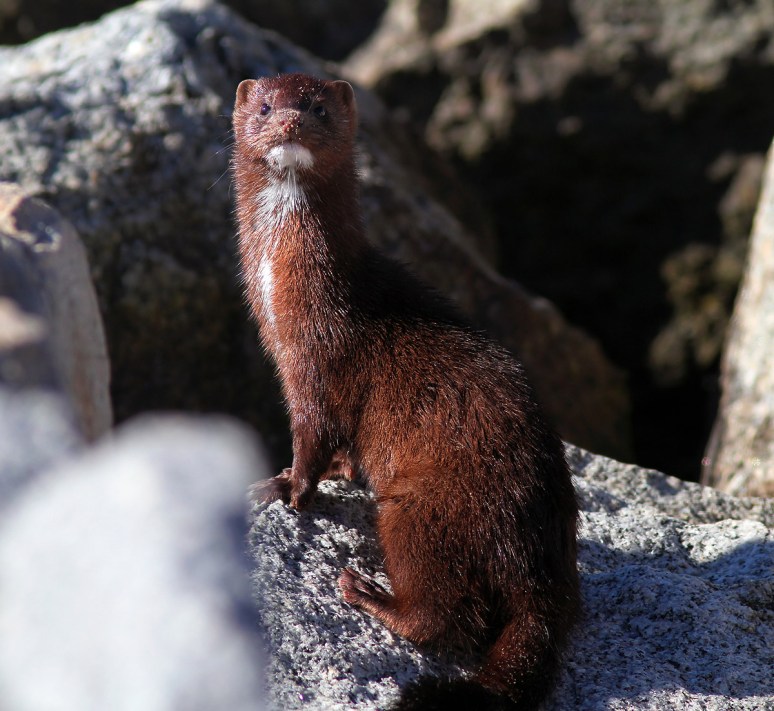 Mink at the Jetty 