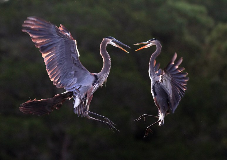 October - Great Blue Herons' Mid Air Battle