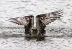 Osprey Doesnt Quit