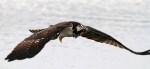 Osprey Doesnt Quit