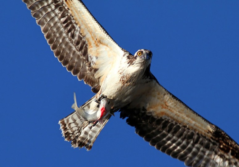 Osprey with Fish Too Close 