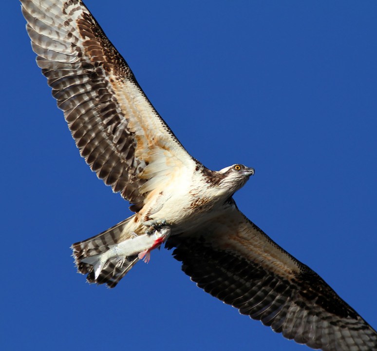 Osprey with Fish Too Close 