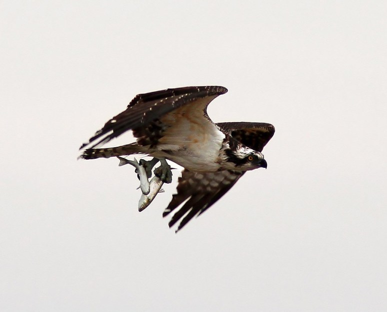 Osprey with two Fish