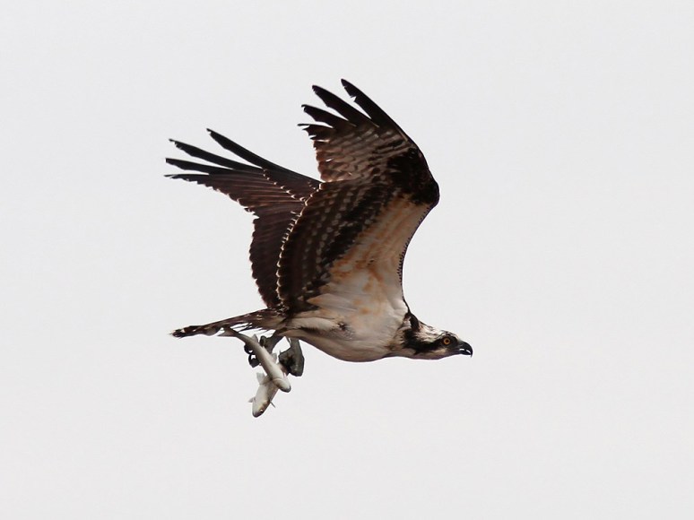 Osprey with two Fish
