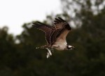 Osprey with two&nbsp;Fish