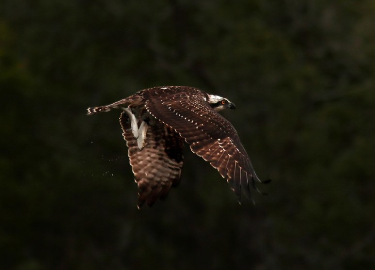Osprey with two Fish