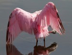 SEPT Spoonbill Bathing&nbsp;10