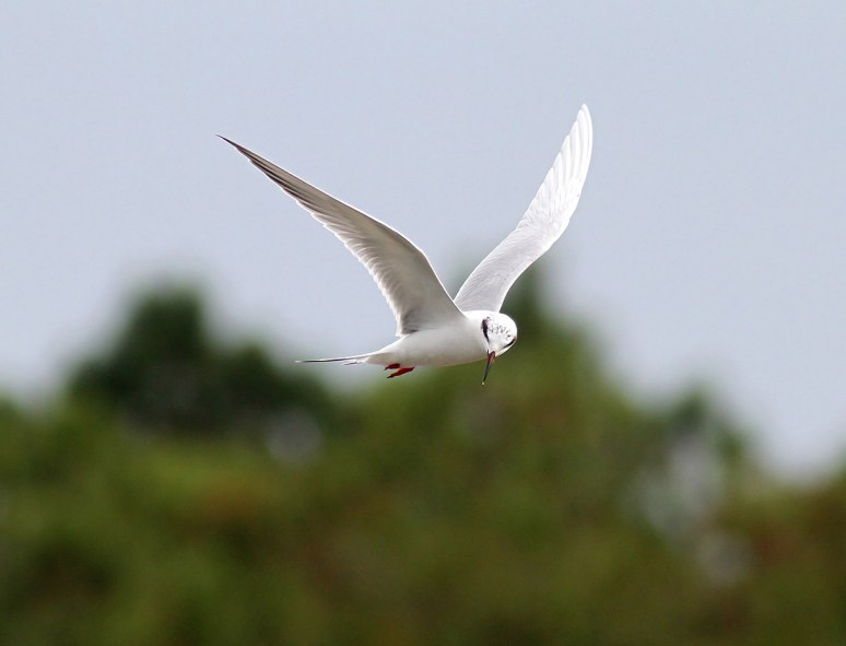 Tern Fishing and Shaking Off 