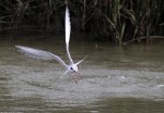 Tern Fishing and Shaking&nbsp;Off