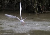 Tern Fishing and Shaking Off 