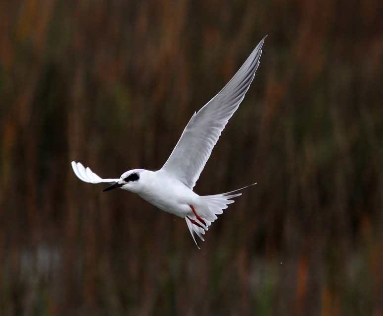 Tern Fishing and Shaking Off 