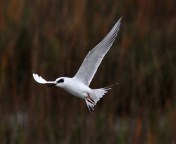 Tern Fishing and Shaking Off 
