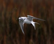 Tern Fishing and Shaking Off 