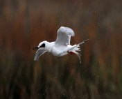 Tern Fishing and Shaking Off 