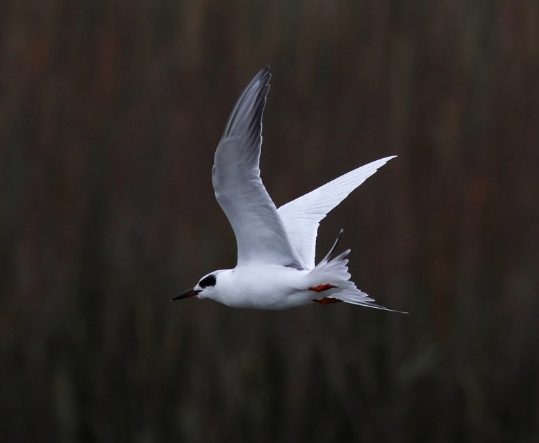 Tern Fishing and Shaking Off 