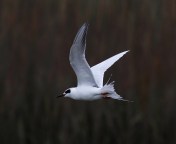 Tern Fishing and Shaking Off 