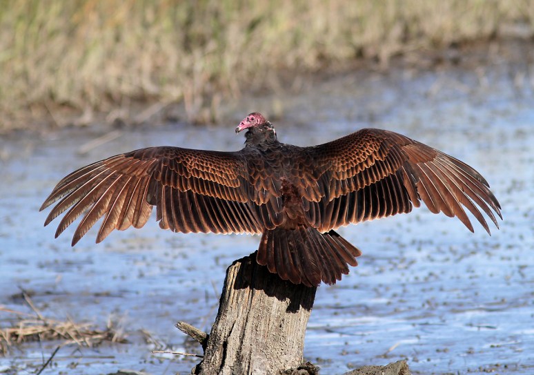 Turkey Vulture Not an Anhinga 
