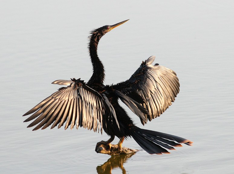 Turkey Vulture Not an Anhinga 