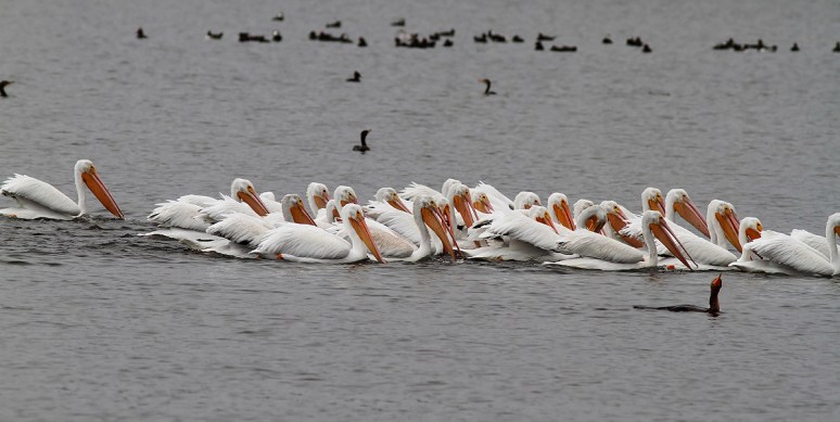White Pelican Convention 