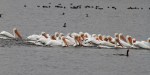 White Pelican Convention