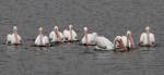 White Pelican Convention