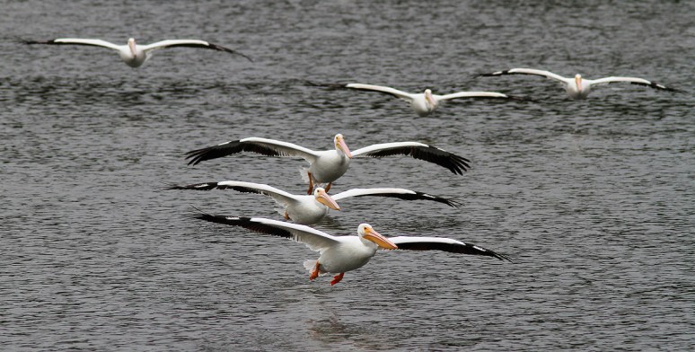 White Pelican Convention 
