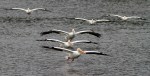 White Pelican Convention
