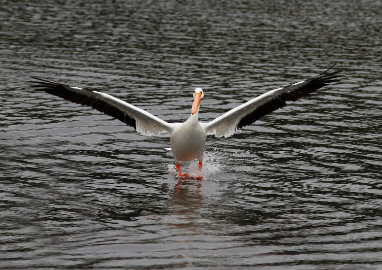 White Pelican Convention 