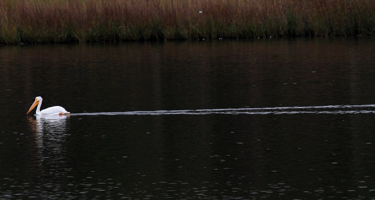 White Pelican Convention 