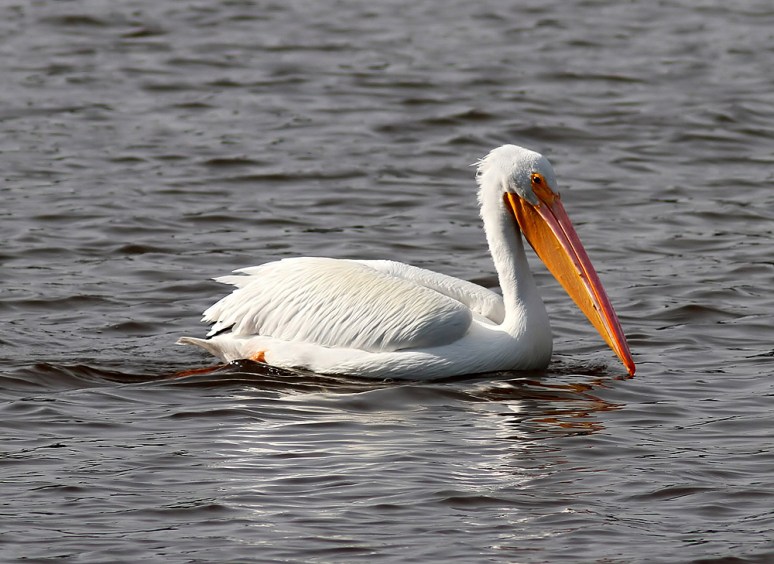 White Pelican Visits Marsh Pond 