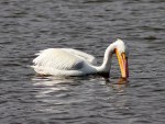White Pelican Visits Marsh&nbsp;Pond