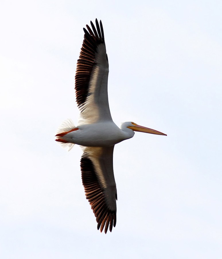 White Pelican Visits Marsh Pond 