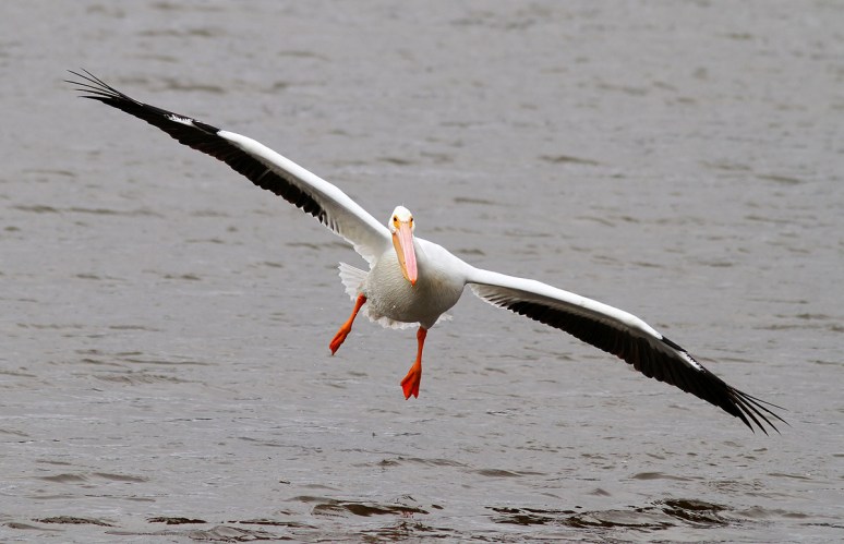 American White Pelican Flying in Marsh Pond 