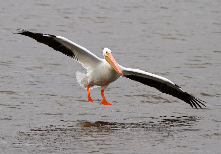American White Pelican Flying in Marsh Pond 