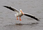 American White Pelican Flying in Marsh&nbsp;Pond