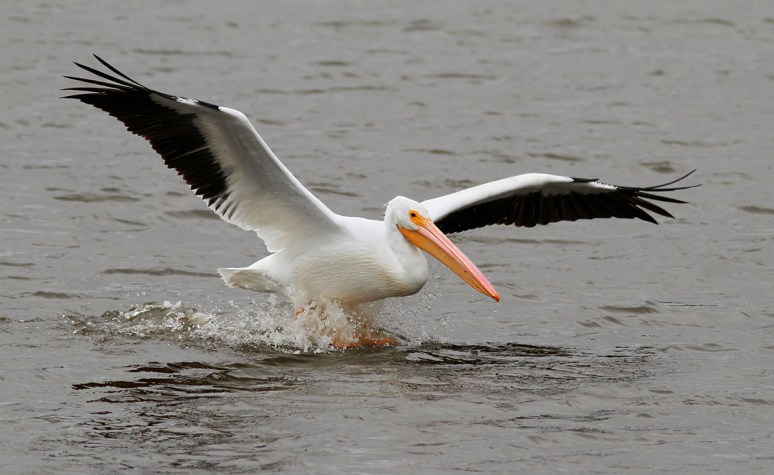 American White Pelican Flying in Marsh Pond 